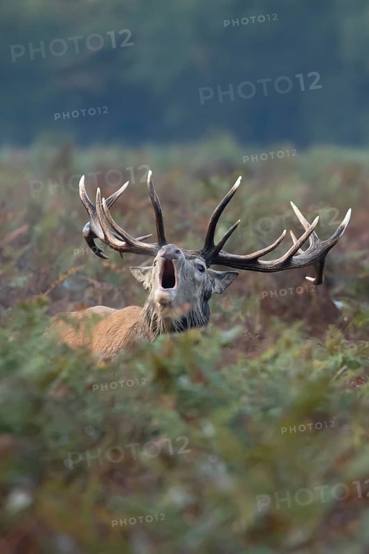 Red deer (Cervus elaphus) adult male stag animal roaring with its mouth open during the annual rut in autumn, England, United Kingdom