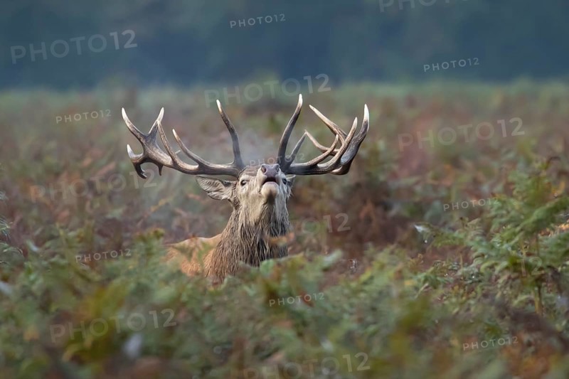 Red deer (Cervus elaphus) adult male stag animal roaring with its mouth open during the annual rut in autumn, England, United Kingdom