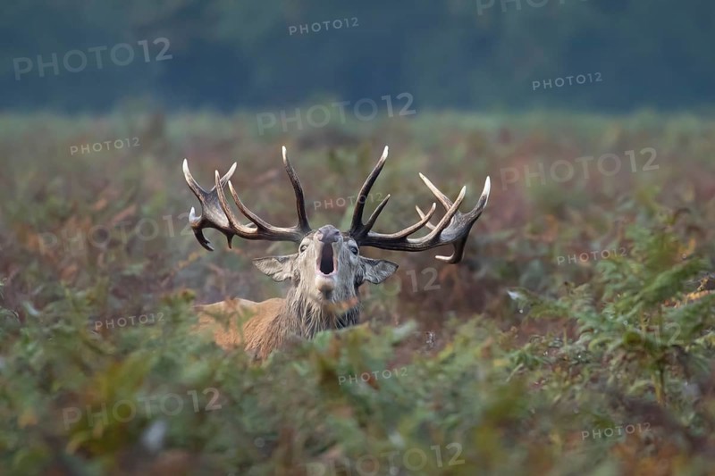 Red deer (Cervus elaphus) adult male stag animal roaring with its mouth open during the rutting season in autumn, England, United Kingdom