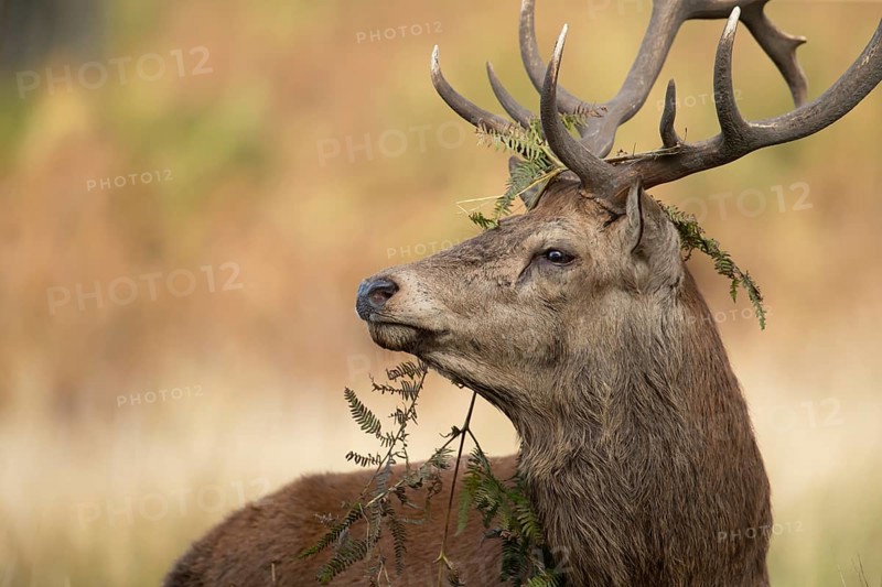 Red deer (Cervus elaphus) adult male stag animal with bracken on its head during the rutting season in autumn, England, United Kingdom