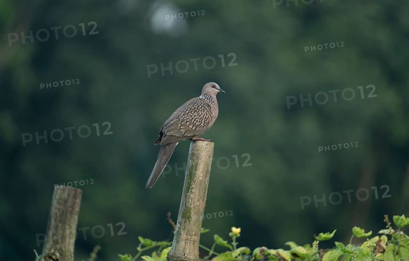 A Spotted dove or eastern spotted dove (Spilopelia chinensis), Sreepur, Gazipur, Bangladesh