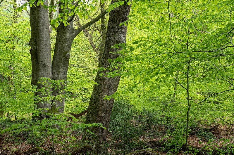 Spring in the Baumweg jungle, Emstek, Lower Saxony, Germany