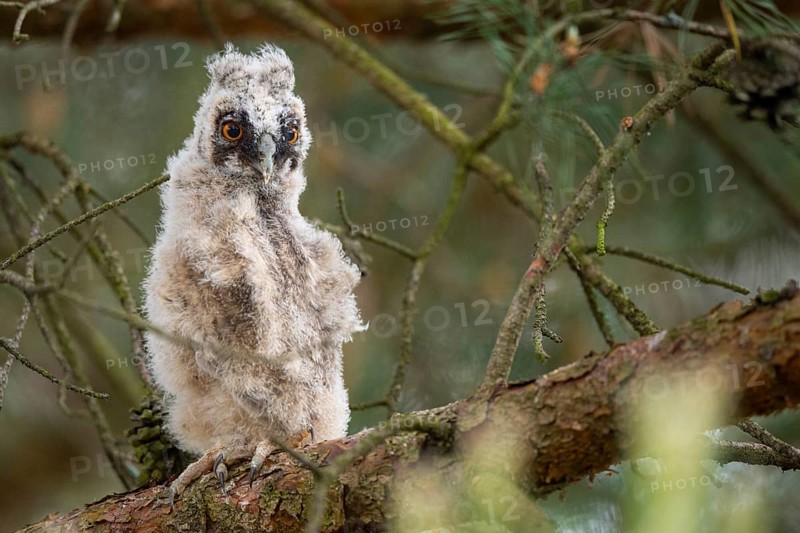Long-eared owl (Asio otus), young bird, Faßberg, Lower Saxony, Germany