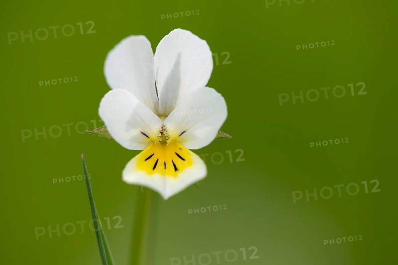 Field pansy (Viola arvensis), Dötlingen, Lower Saxony, Germany