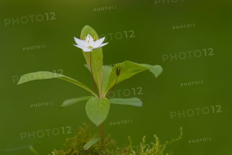 Seven-star (Trientalis europaea), Dötlingen, Lower Saxony, Germany