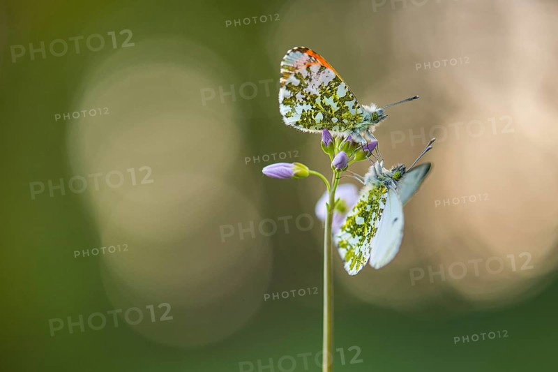 Aurora butterfly (Anthocharis cardamines) on meadowfoam, Vechta, Lower Saxony, Germany