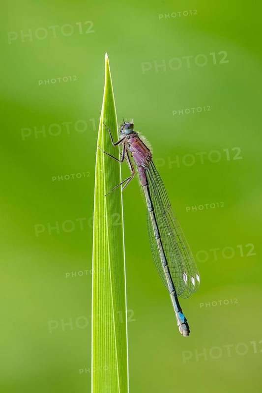 Blue-tailed damselfly (Ischnura elegans), Ahlhorn, Lower Saxony, Germany