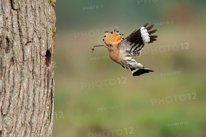 Hoopoe in flight (Upupa epops), Faßberg, Lower Saxony, Germany
