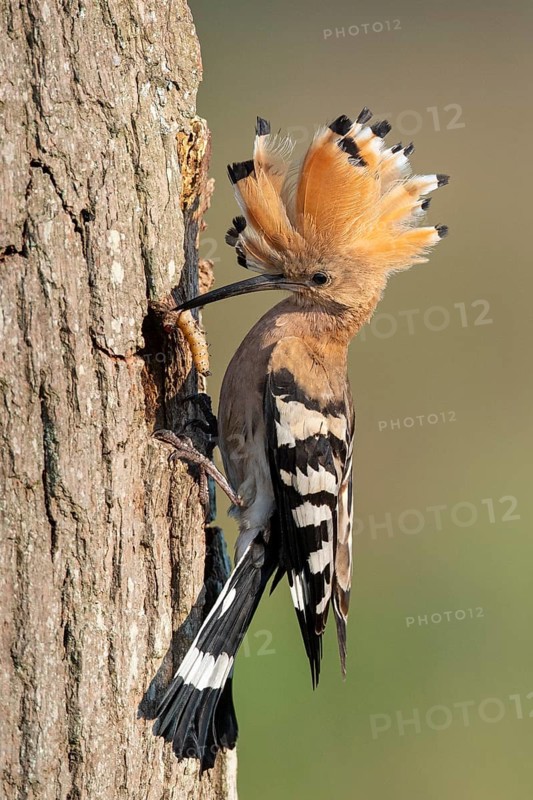 Hoopoe (Upupa epops), Faßberg, Lower Saxony, Germany