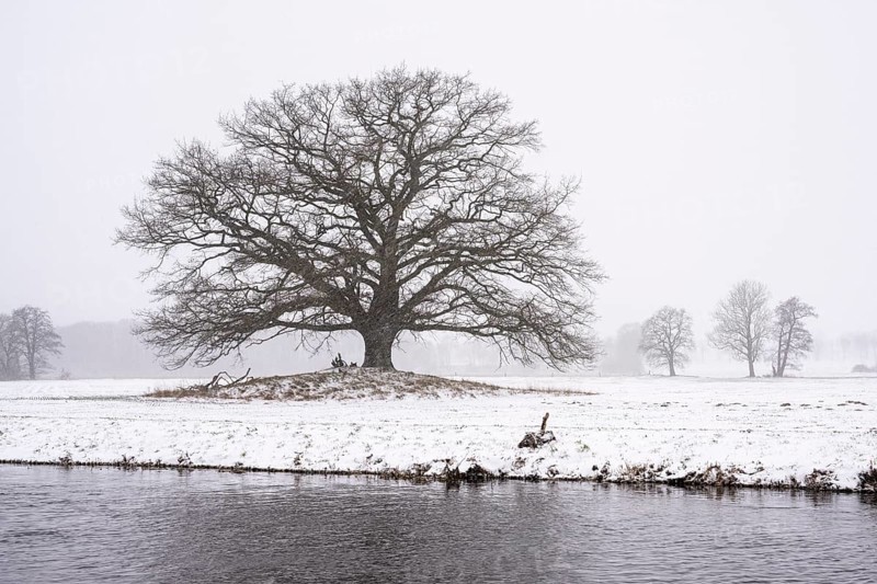Oak (Quercus) in the Hunte meadows near Colnrade in winter, Colnrade, Lower Saxony, Germany
