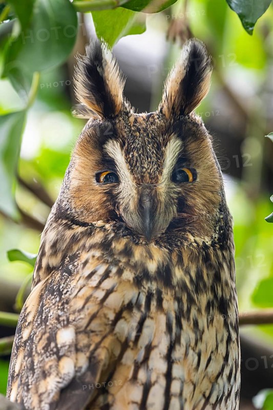Long-eared owl (Asio otus), Damme, Lower Saxony, Germany