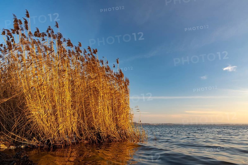 Reeds on the banks of Dümmer, Lembruch, Lower Saxony, Germany