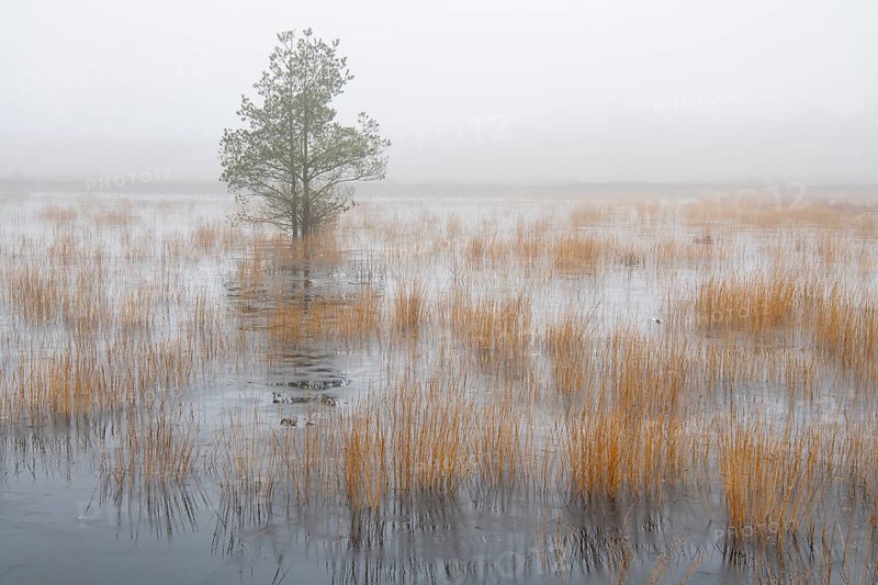 Winter landscape in moor, Goldenstedt, Lower Saxony, Germany