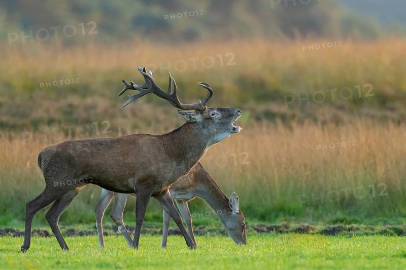 Red deer (Cervus elaphus), rut, Hoenderloo, Gelderland, Netherlands