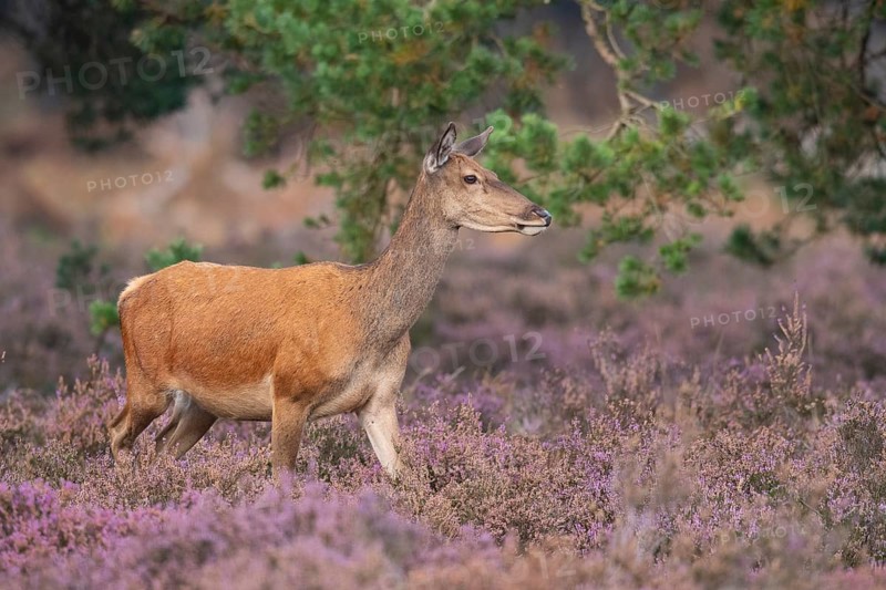 Red deer (Cervus elaphus), female, Hoenderloo, Gelderland, Netherlands