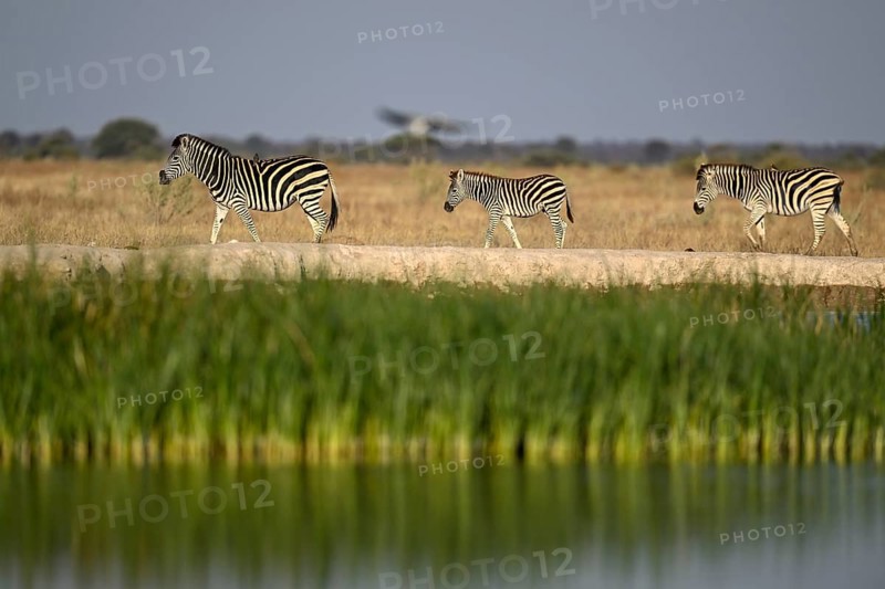 Plains zebra (Equus quagga) at the Nxai Pan waterhole, Nxai Pan National Park, near Gweta, Central District, Botswana