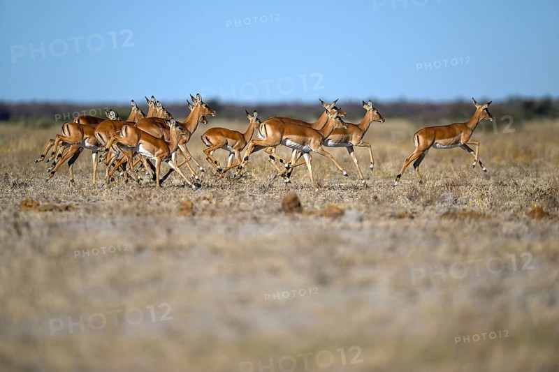 Black verse impala (Aepyceros melampus), Nxai Pan National Park, near Gweta, Central District, Botswana