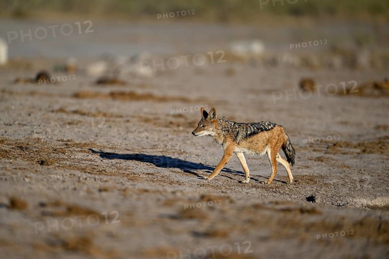 Black-backed jackal (Lupulella mesomelas), Nxai Pan National Park, near Gweta, Central District, Botswana