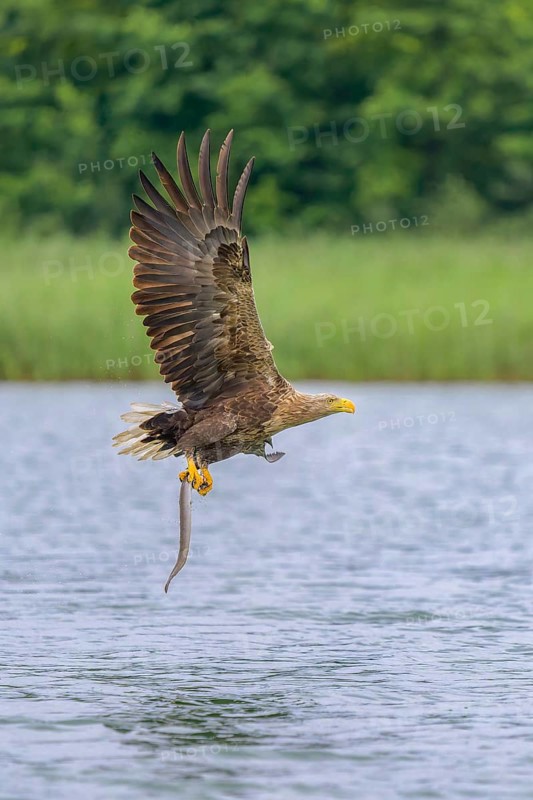 White-tailed eagle (Haliaeetus albicilla), in flight over a landscape of reeds and lakes with prey in its talons, Mecklenburg-Western Pomerania, Germany