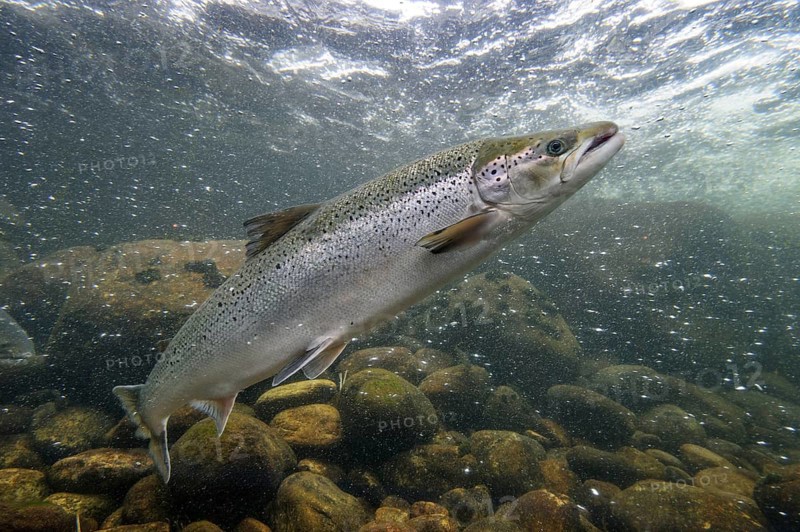 Swimming salmon (Salmo salar) under water, Laerdalsoyri, Norway