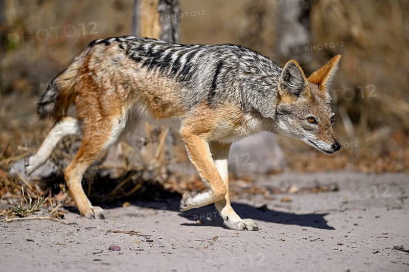 Black-backed jackal (Lupulella mesomelas), Nxai Pan National Park, near Gweta, Central District, Botswana