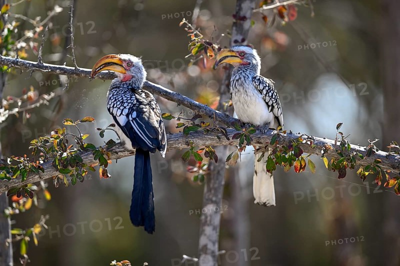 Southern yellow-billed tocos (Tockus leucomelas), Nxai Pan National Park, near Gweta, Central District, Botswana