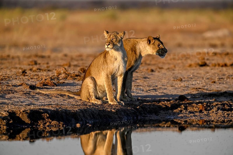 Two lionesses (Panthera leo) in the morning light at the Nxai Pan waterhole, Nxai Pan National Park, near Gweta, Central District, Botswana