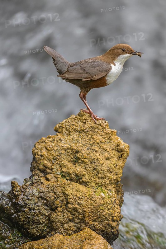 White-throated White-throated Dipper (Cinclus cinclus), standing on a tufa in front of a waterfall with insects in its beak, biosphere reserve, Swabian Alb, Baden-Württemberg, Germany