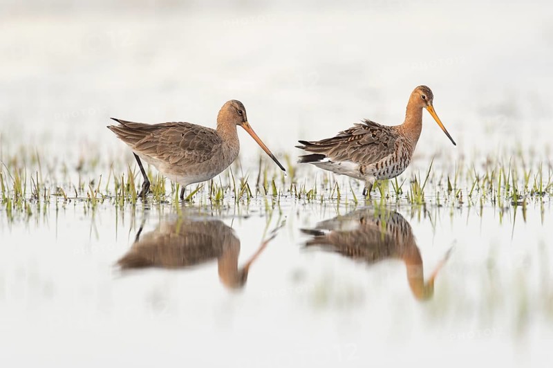 Two black-tailed godwits (Limosa limosa) standing in shallow water, reflecting the surroundings, Dümmer nature park Park, Lower Saxony, Germany