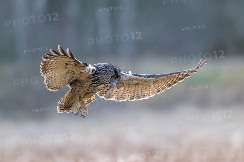 Eurasian Eagle-owl (Bubo bubo), in flight over a meadow in the last light, backlight, Swabian Alb biosphere reserve, Baden-Württemberg, Germany