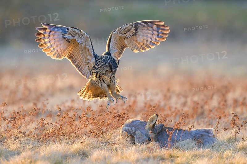 Eurasian Eagle-owl (Bubo bubo), approaching a roe deer (Capreolus capreolus), roadkill, Swabian Alb biosphere reserve, Baden-Württemberg, Germany