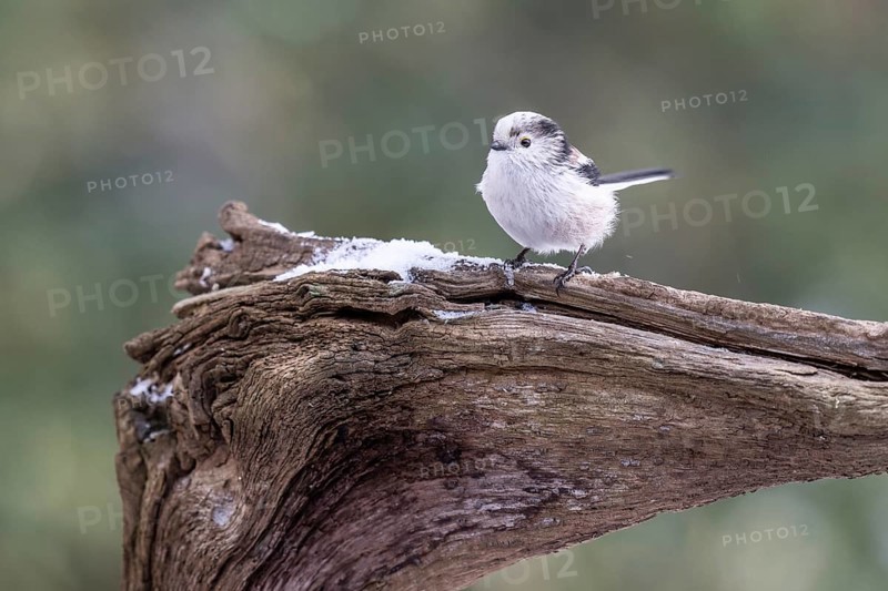 Long-tailed Tit (Aegithalos caudatus), Emsland, Lower Saxony, Germany
