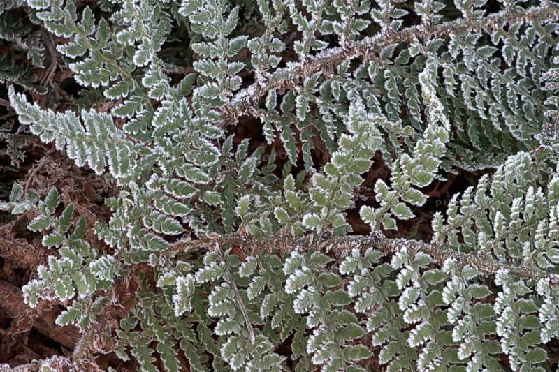 Fern fronds (Polystichum) in hoarfrost, Emsland, Lower Saxony, Germany