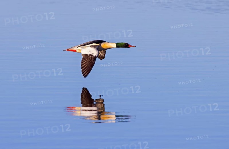 Common merganser, goosander (Mergus merganser merganser) male flying over water of lake in winter