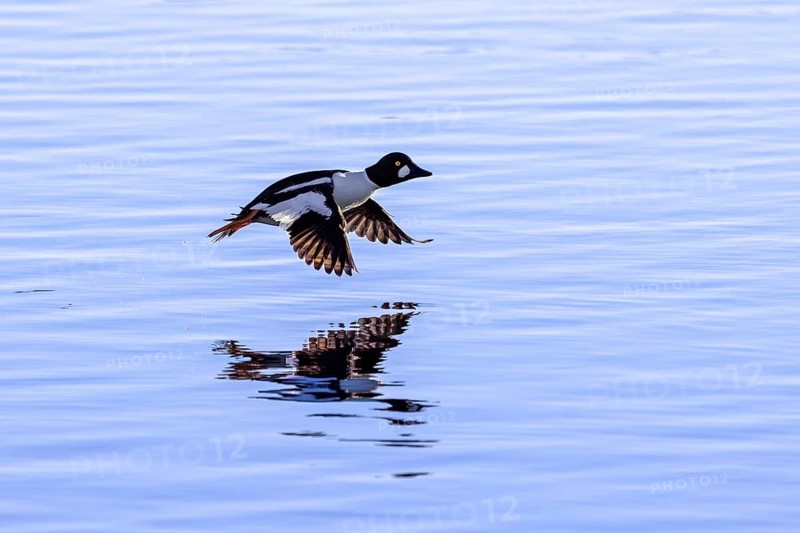 Common goldeneye (Bucephala clangula) male in flight, landing on water in lake in winter