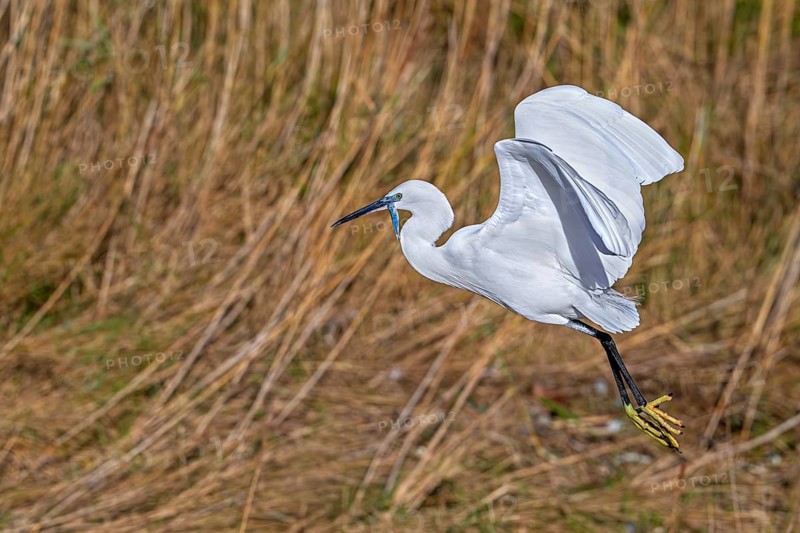 Little egret (Egretta garzetta) in flight, taking off from coastal wetland with caught fish prey in beak in in winter