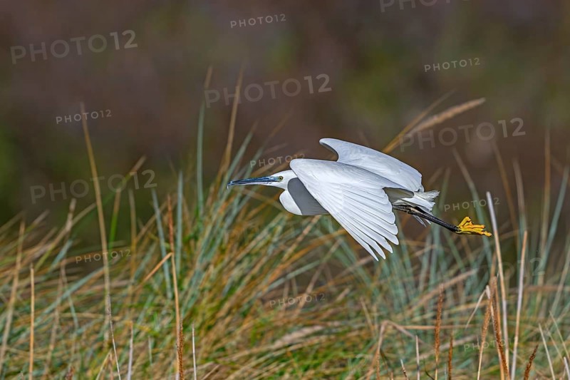 Little egret (Egretta garzetta) flying past reed bed in coastal wetland in winter