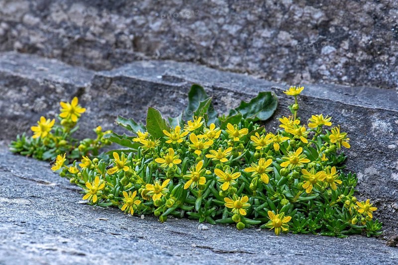 Yellow mountain saxifrage, yellow saxifrage (Saxifraga aizoides), alpine plant flowering among rocks in summer in the Alps