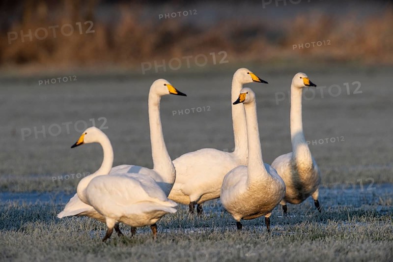 Whooper swans (Cygnus cygnus), Emsland, Lower Saxony, Germany