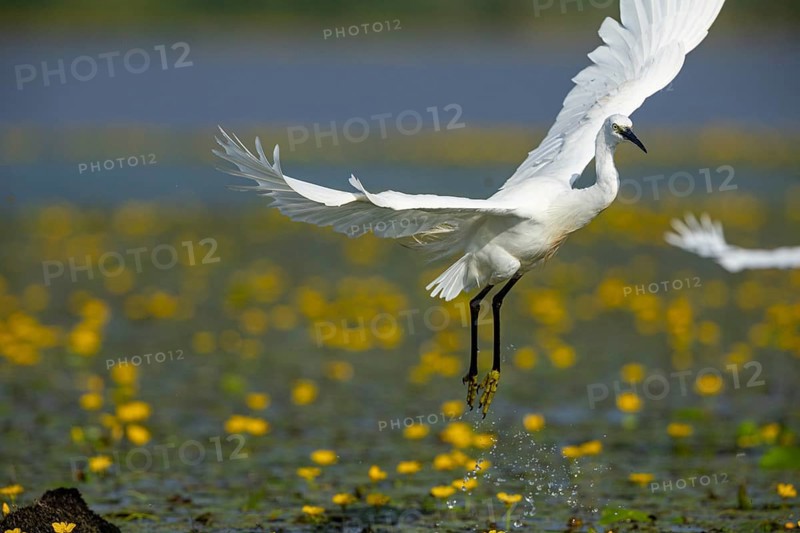 Little Egret (Egretta garzetta) in the midst of flowering echidnas Hungary
