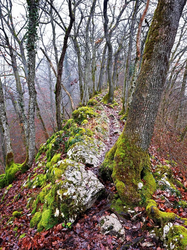 Moss-covered trees surrounded by distinctive limestone formation, Lägerngrat, Baden, Canton Aargau, Switzerland