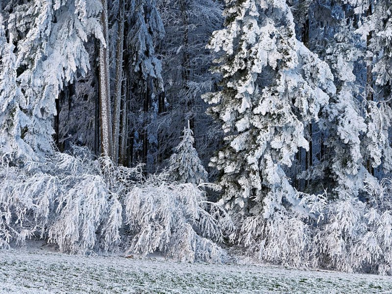 Winter landscape with forest and meadows in hoarfrost, Beinwil, Freiamt, Canton of Aargau, Switzerland