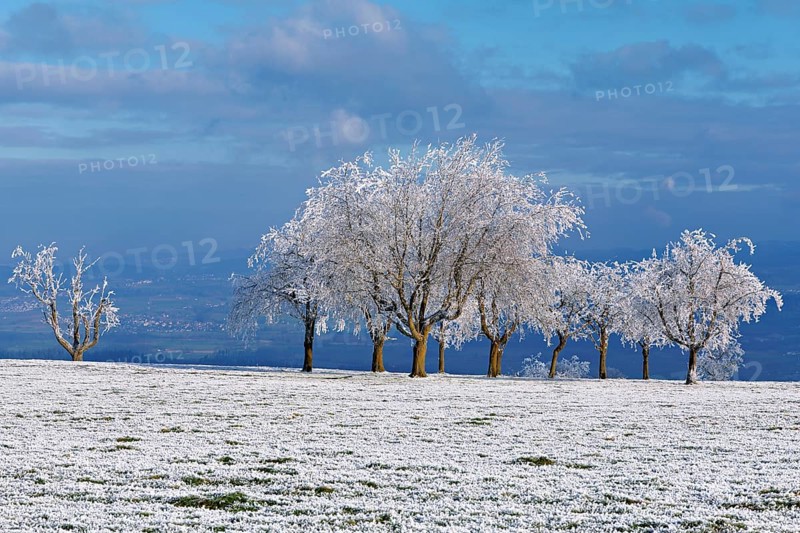 Winter landscape with trees and meadows in hoarfrost, Beinwil, Freiamt, Canton of Aargau, Switzerland