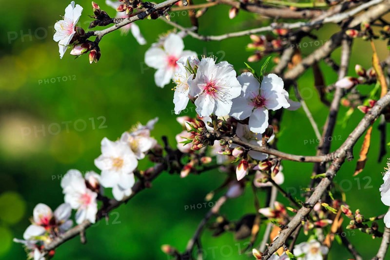 Almond blossom, blossoming branch, almond tree (Prunus dulcis), Agrigento, Sicily, Southern Italy, Italy