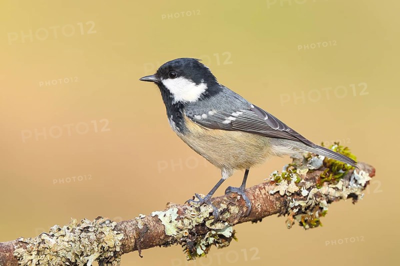 Fir tit (Periparus ater), sitting on a branch overgrown with moss and lichen, Wildlife, Animals, Birds, Tits, Siegerland, North Rhine-Westphalia, Germany