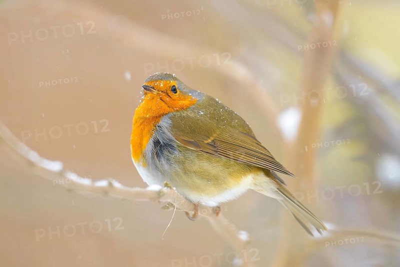 A robin (Erithacus rubecula) on a snow-covered branch in a wintry atmosphere, Dümmerniederung nature park Park, Lower Saxony, Germany