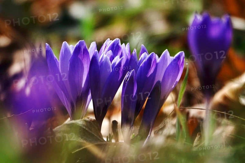 Beautiful crocus flower, early spring, Germany