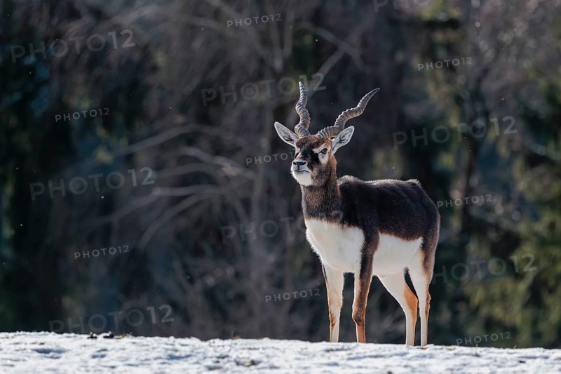 A male blackbuck (Antilope cervicapra) stands in a snow covered meadow on a sunny morning, backlit by the sun. A forest can be seen in the background. Captive