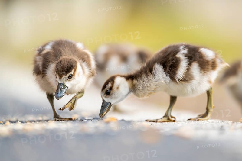 Egyptian goose (Alopochen aegyptiaca) cute chicks on a meadow at the shore of a lake, Bavaria, Germany
