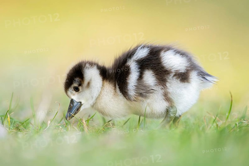 Egyptian goose (Alopochen aegyptiaca) cute chick on a meadow at the shore of a lake, Bavaria, Germany